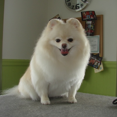 pom